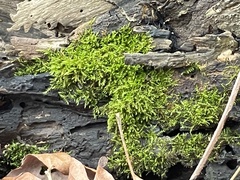 Hygroamblystegium humile