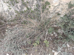 Oryzopsis coerulescens