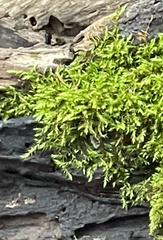 Hygroamblystegium humile
