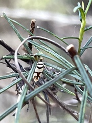 Scaptesyle dichotoma