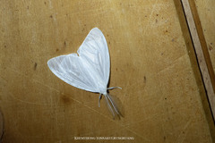 Marblepsis melanocraspis