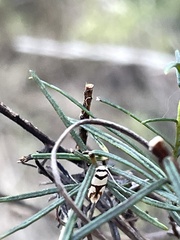 Scaptesyle dichotoma