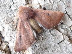 Dasycorsa modesta