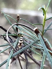 Scaptesyle dichotoma