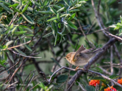 Phylloscopus collybita