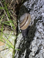 Sonorelix borregoensis