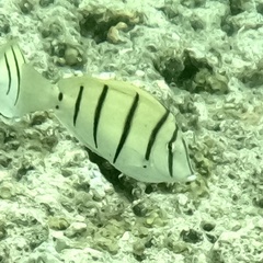 Acanthurus triostegus