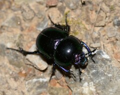 Geotrupidae