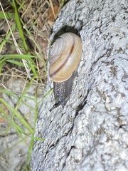 Sonorelix borregoensis