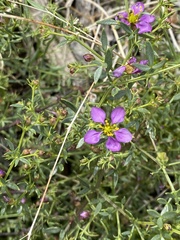 Fagonia laevis