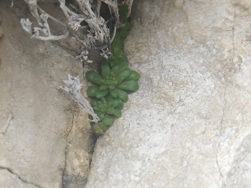 Sedum litoreum