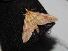 Stenochora lancinalis