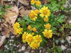 Senecio leucanthemifolius