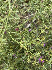 Fagonia laevis