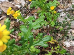 Senecio leucanthemifolius