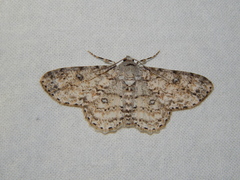 Ascotis reciprocaria