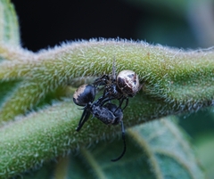 Emertonella taczanowskii