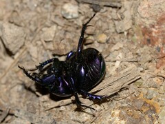 Geotrupidae