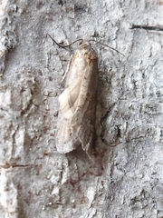 Tortricodes alternella