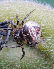 Emertonella taczanowskii