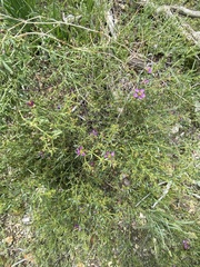 Fagonia laevis