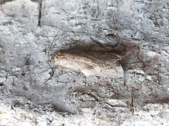 Tortricodes alternella