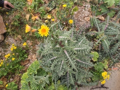 Sonchus asper glaucescens
