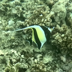 Zanclus cornutus