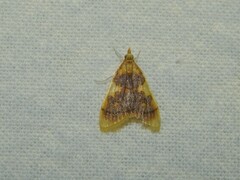 Sameodesma xanthocraspia