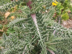 Sonchus asper glaucescens