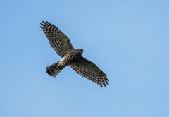 Accipiter badius