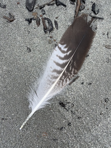 Plume de Goéland dominicain