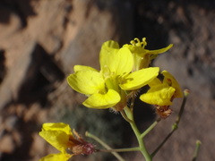 Erucastrum canariense