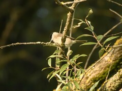 Poecile palustris