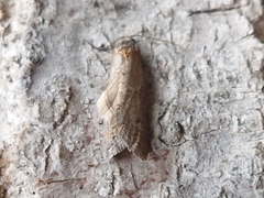 Tortricodes alternella