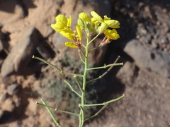 Erucastrum canariense