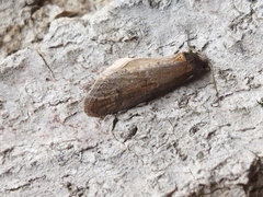Tortricodes alternella