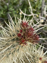 Cylindropuntia echinocarpa