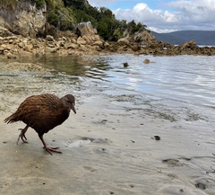 Gallirallus australis scotti