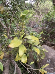Aidia cochinchinensis