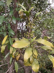 Aidia cochinchinensis