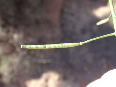 Erucastrum canariense