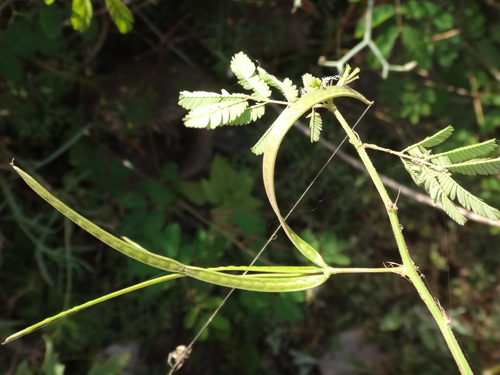 Desmanthus virgatus image