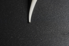 Scaphopoda