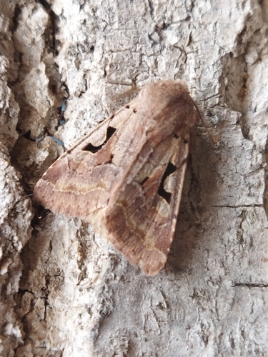Hebrew Character photo 4