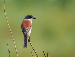 Lanius collurioides