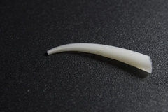 Scaphopoda