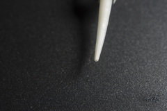 Scaphopoda