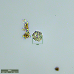 Hypotrichia