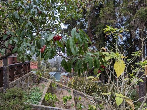 Image of Photinia niitakayamensis by (c) 潘立傑 LICHIEH_PAN, some rights reserved (CC BY)